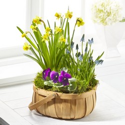 The FTD Spring Blooms Bulb Basket from Lloyd's Florist, local florist in Louisville,KY